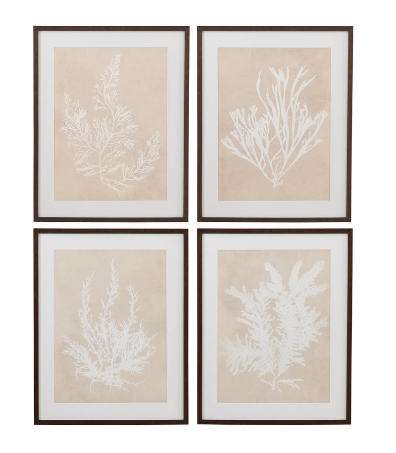 Marine Species Framed Print (Set of 4) - Beige