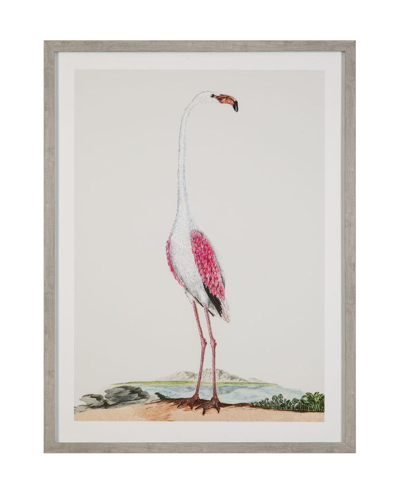 Vintage - Flamingo I Framed Print - Pink