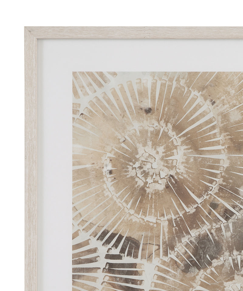 Fossil Nautilus I Framed Print - Brown