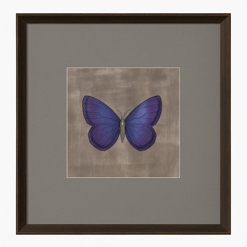 Papilio Luxe Caeruleum Framed Print - Periwinkle / Beige