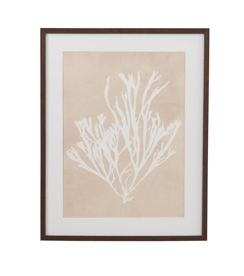 Gracilaria Multipartita Framed Print - Beige