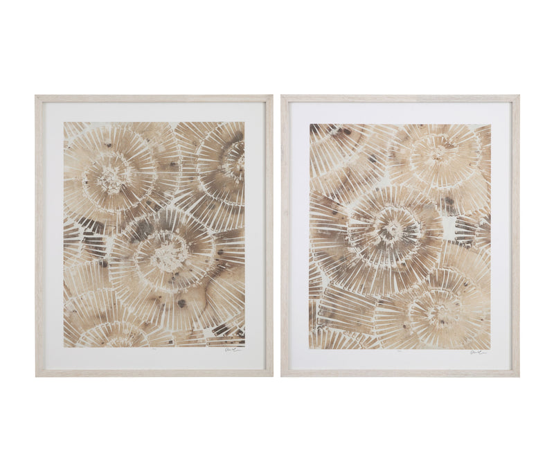 Fossil Nautilus Framed Print (Set of 2) - Brown