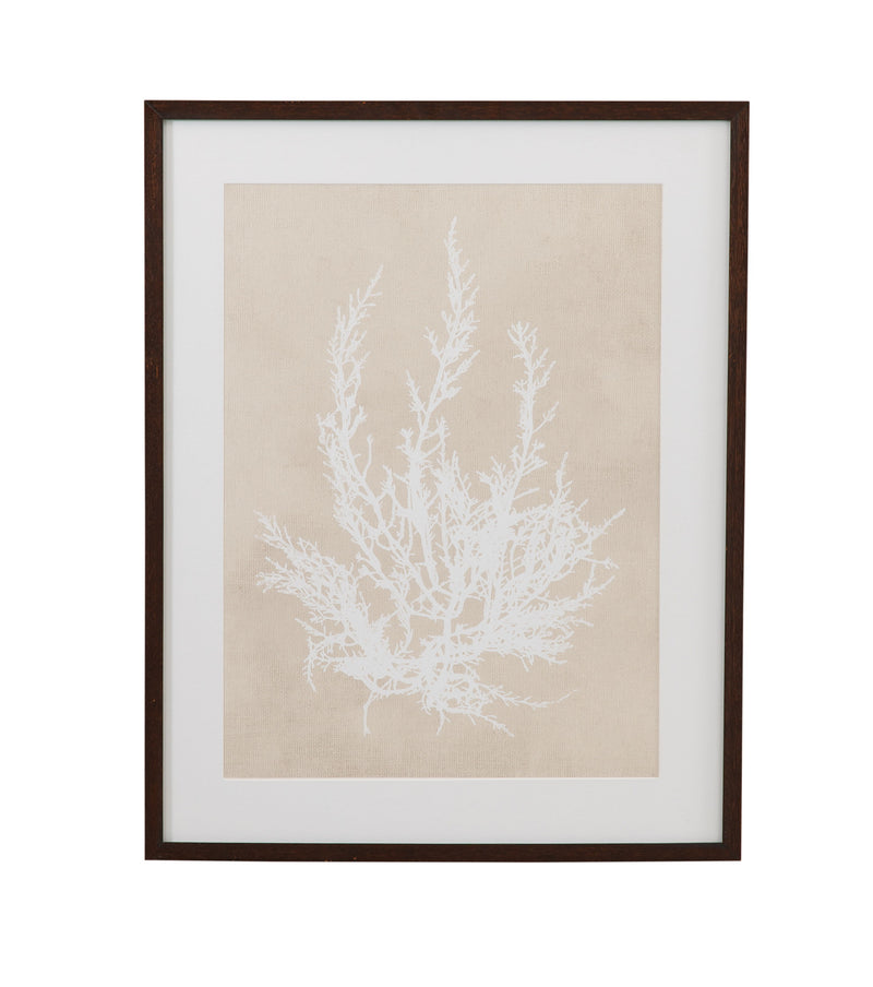 Cystoseira Ericoides Framed Print - Beige