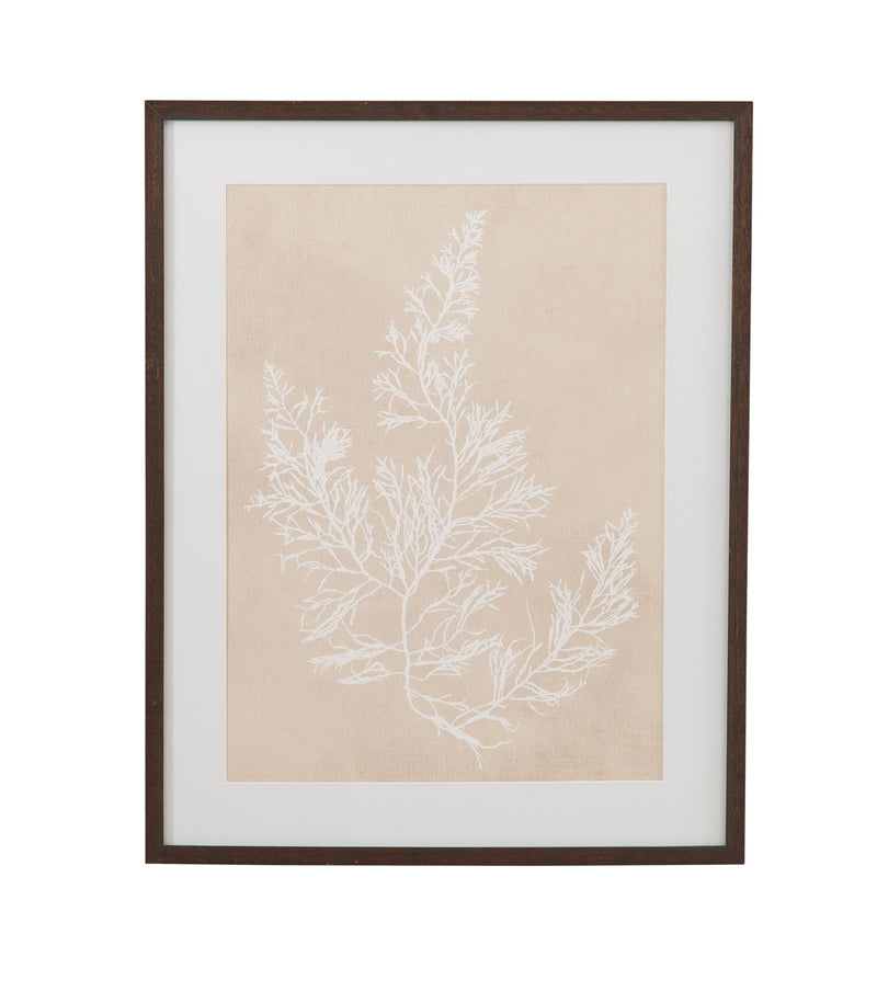 Cystoseira Faeniculacea Framed Print - Beige