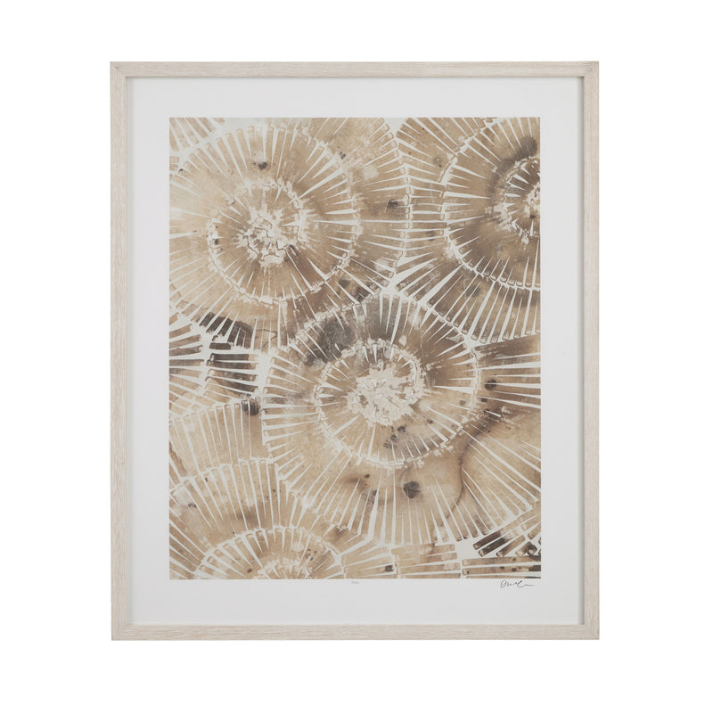 Fossil Nautilus I Framed Print - Brown